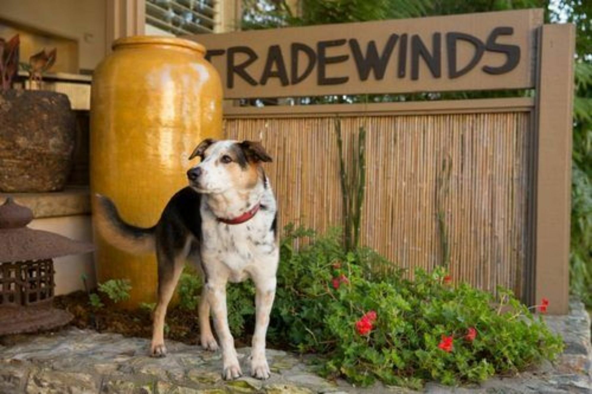 Tradewinds Carmel Hotel Exterior photo